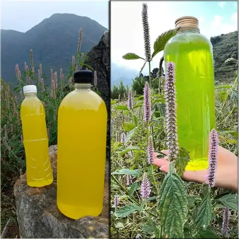 Mật Ong Bạc Hà Là Gì? Công Dụng & Đặc Sản Hà Giang
