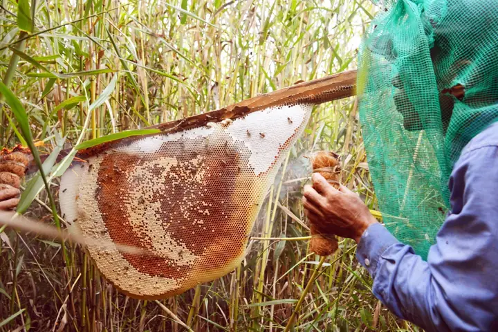 Mật Ong Rừng U Minh Hạ: Nguồn Gốc, Đặc Điểm Và 5 Lợi Ích Sức Khỏe