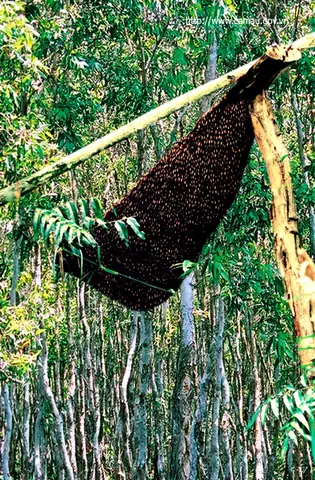 Mật Ong Rừng U Minh Hạ: Nguồn Gốc, Đặc Điểm Và 5 Lợi Ích Sức Khỏe
