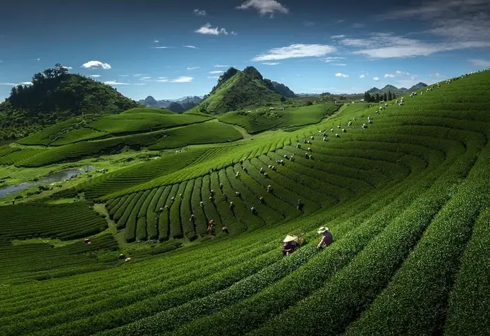 Mộc Châu Cách Hà Nội Bao Xa? Cẩm Nang Di Chuyển Toàn Tập