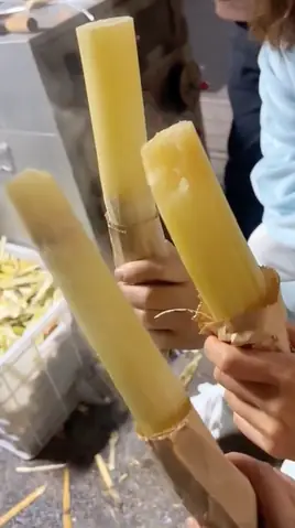 Món Ăn Mùa Đông "gắn Liền Tuổi Thơ" Của Người Việt: Mía Nướng Món Ăn Mùa Đông "gắn Liền Tuổi Thơ" Của Người Việt: Mía Nướng