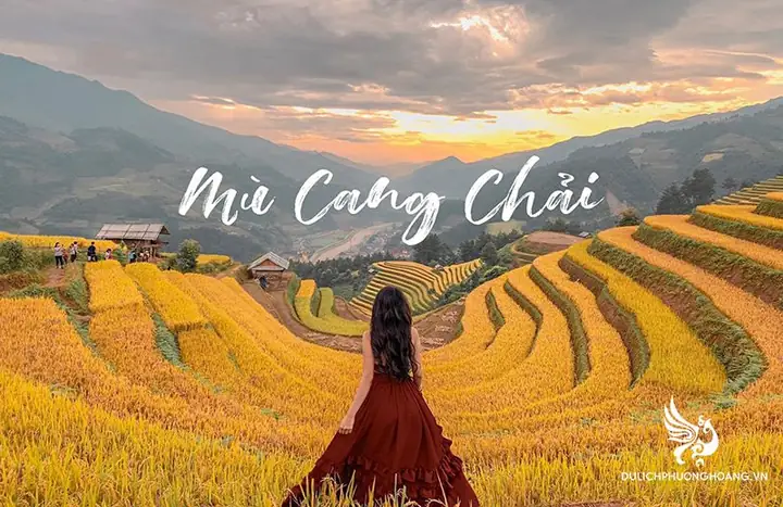 Khám Phá Mù Cang Chải Mùa Lúa Chín: Hướng Dẫn Du Lịch