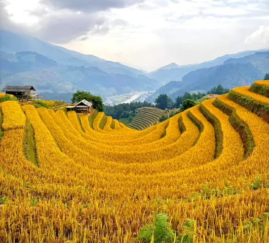 Khám Phá Mù Cang Chải Mùa Lúa Chín: Hướng Dẫn Du Lịch