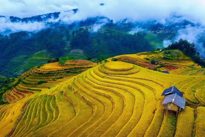 Khám Phá Mù Cang Chải Mùa Lúa Chín: Hướng Dẫn Du Lịch