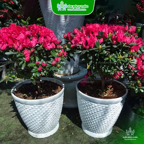 Mua Cây Hoa Đỗ Quyên Rừng: Top 5 Địa Điểm Uy Tín & Kinh Nghiệm Chọn Cây Chất Lượng