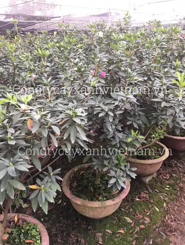 Mua Cây Hoa Đỗ Quyên Rừng: Top 5 Địa Điểm Uy Tín & Kinh Nghiệm Chọn Cây Chất Lượng