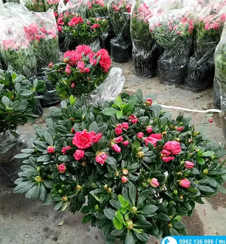 Mua Cây Hoa Đỗ Quyên Rừng: Top 5 Địa Điểm Uy Tín & Kinh Nghiệm Chọn Cây Chất Lượng