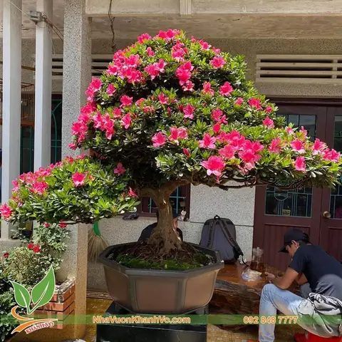 Mua Cây Hoa Đỗ Quyên Rừng: Top 5 Địa Điểm Uy Tín & Kinh Nghiệm Chọn Cây Chất Lượng