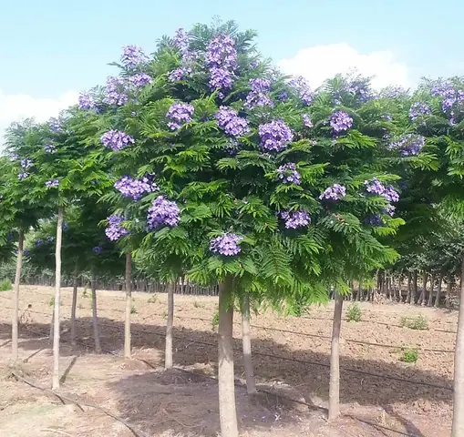 Đánh Giá & Hướng Dẫn Mua Cây Phượng Tím Chất Lượng Cho Dự Án Du Lịch Đánh Giá & Hướng Dẫn Mua Cây Phượng Tím Chất Lượng Cho Dự Án Du Lịch