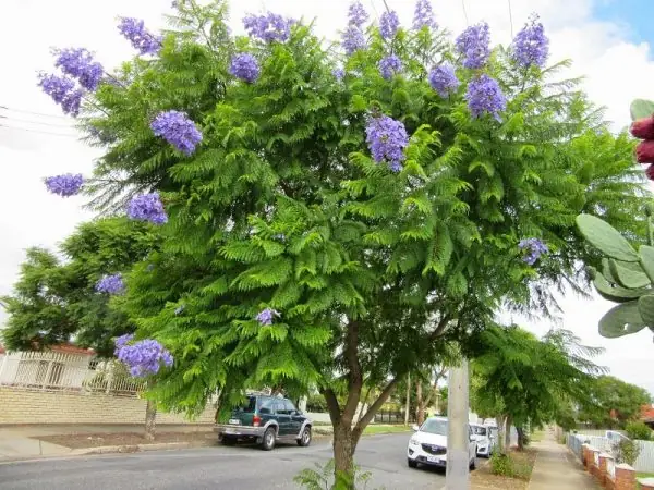 Đánh Giá & Hướng Dẫn Mua Cây Phượng Tím Chất Lượng Cho Dự Án Du Lịch Đánh Giá & Hướng Dẫn Mua Cây Phượng Tím Chất Lượng Cho Dự Án Du Lịch