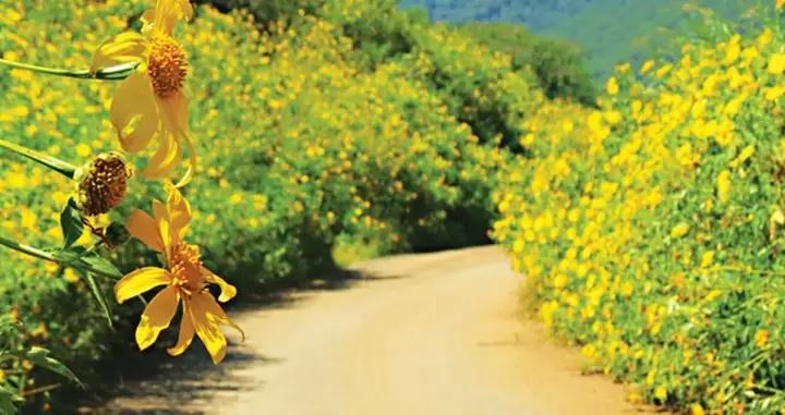 Mùa Hoa Dã Quỳ Ba Vì: Thời Gian, Kinh Nghiệm Săn Ảnh Mùa Hoa Dã Quỳ Ba Vì: Thời Gian, Kinh Nghiệm Săn Ảnh