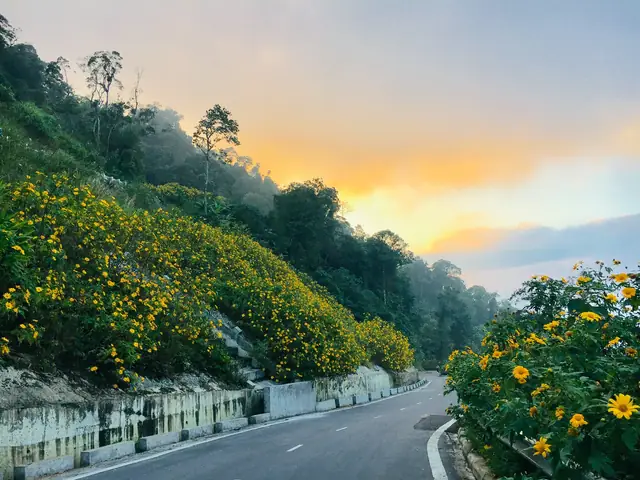 Mùa Hoa Dã Quỳ Ba Vì: Thời Gian, Kinh Nghiệm Săn Ảnh