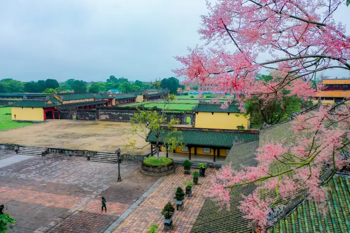 Khám Phá Mùa Hoa Ngô Đồng Huế: Thời Gian, Địa Điểm & Mẹo Ngắm Đẹp Khám Phá Mùa Hoa Ngô Đồng Huế: Thời Gian, Địa Điểm & Mẹo Ngắm Đẹp