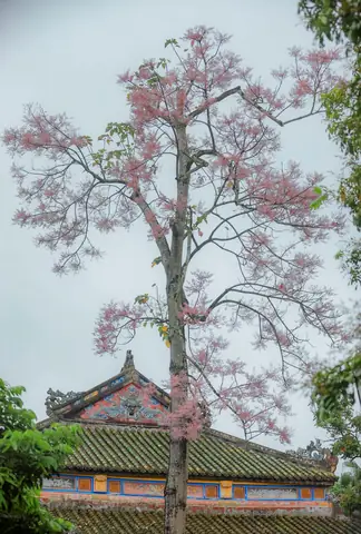 Khám Phá Mùa Hoa Ngô Đồng Huế: Thời Gian, Địa Điểm & Mẹo Ngắm Đẹp Khám Phá Mùa Hoa Ngô Đồng Huế: Thời Gian, Địa Điểm & Mẹo Ngắm Đẹp