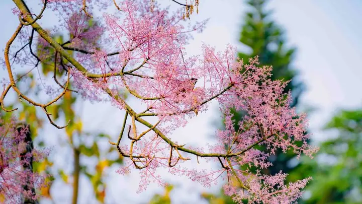 Khám Phá Mùa Hoa Ngô Đồng Huế: Thời Gian, Địa Điểm & Mẹo Ngắm Đẹp Khám Phá Mùa Hoa Ngô Đồng Huế: Thời Gian, Địa Điểm & Mẹo Ngắm Đẹp