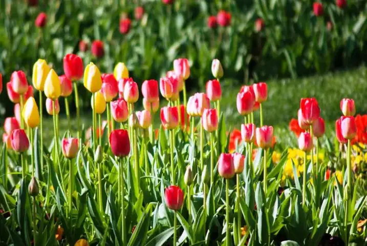 Top 5 Địa Điểm Mua Hoa Tulip Đẹp Nhất Đà Lạt
