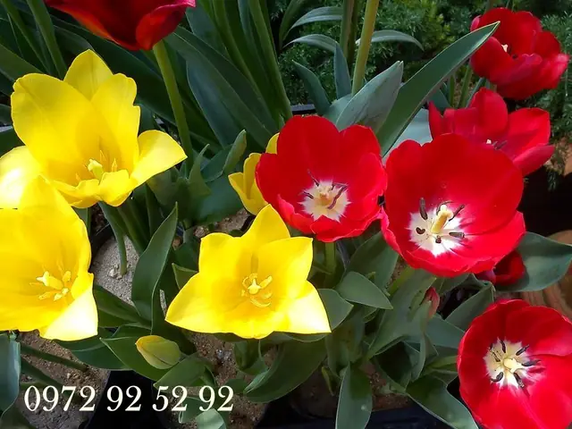 Top 5 Địa Điểm Mua Hoa Tulip Đẹp Nhất Đà Lạt
