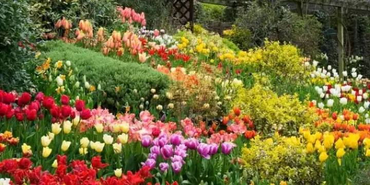 Top 5 Địa Điểm Mua Hoa Tulip Đẹp Nhất Đà Lạt