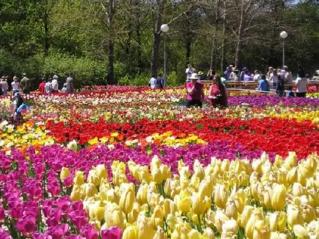 Top 5 Địa Điểm Mua Hoa Tulip Đẹp Nhất Đà Lạt