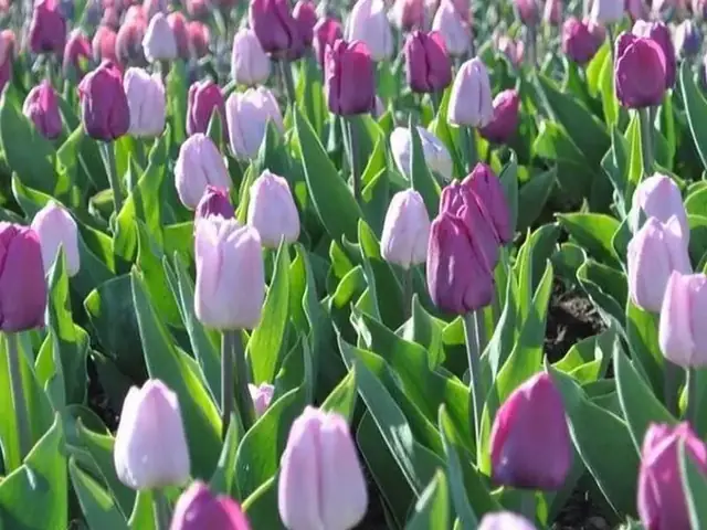 Top 5 Địa Điểm Mua Hoa Tulip Đẹp Nhất Đà Lạt