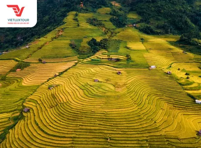 Mùa Lúa Chín Ở Sapa Vào Tháng Mấy? Thời Điểm Vàng Để Trải Nghiệm