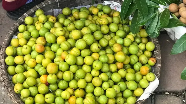 Hướng Dẫn Thu Hoạch Mận Bắc (mận Hà Nội) Từ Tháng 5‑6