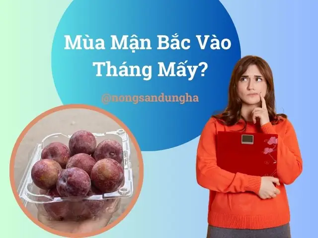 Hướng Dẫn Thu Hoạch Mận Bắc (mận Hà Nội) Từ Tháng 5‑6