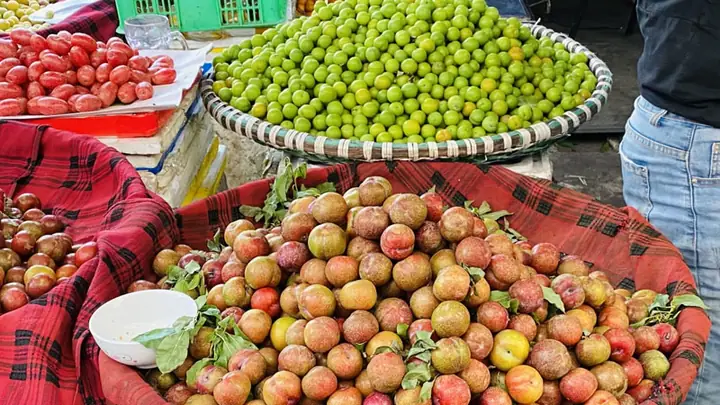 Hướng Dẫn Thu Hoạch Mận Bắc (mận Hà Nội) Từ Tháng 5‑6