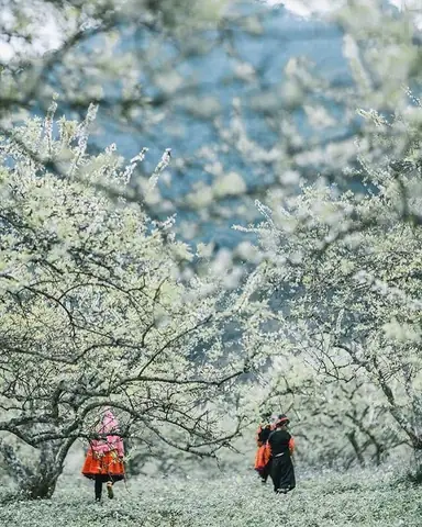 Mùa Mận Mộc Châu Tháng Mấy? Thời Điểm Vàng Để Trải Nghiệm Mùa Mận Mộc Châu Tháng Mấy? Thời Điểm Vàng Để Trải Nghiệm