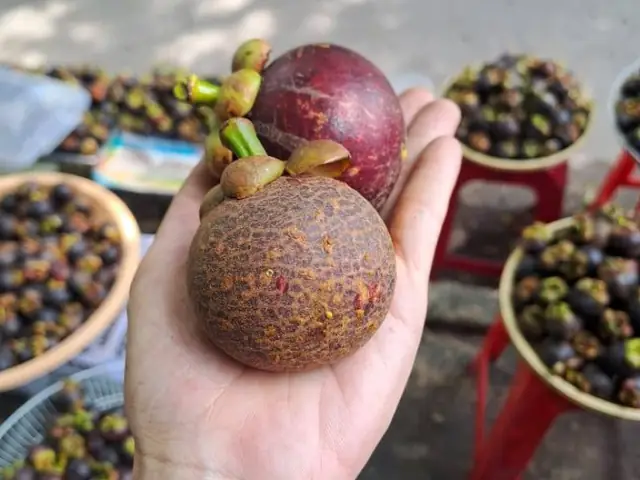 Xác Định Mùa Măng Cụt Tháng Mấy: Thời Gian Và Địa Điểm Thu Hoạch