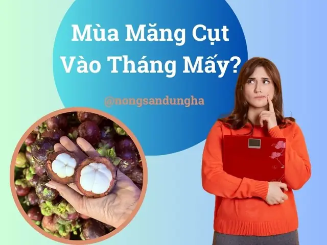 Xác Định Mùa Măng Cụt Tháng Mấy: Thời Gian Và Địa Điểm Thu Hoạch