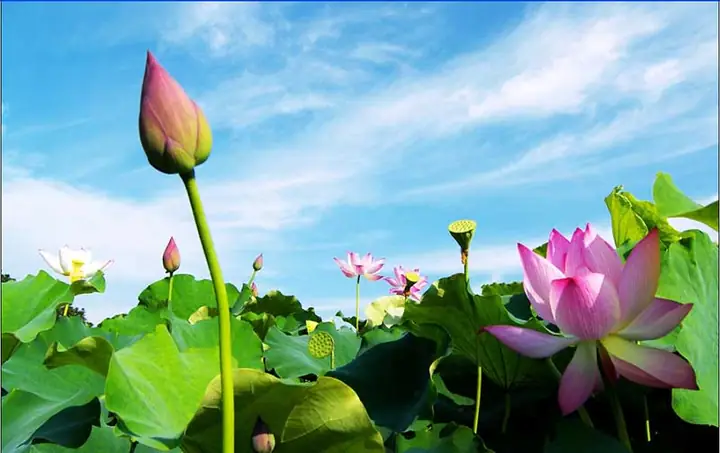Khám Phá Đồng Sen Tháp Mười Mùa Nở – Hướng Dẫn Du Lịch Chi Tiết