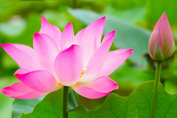 Khám Phá Đồng Sen Tháp Mười Mùa Nở – Hướng Dẫn Du Lịch Chi Tiết