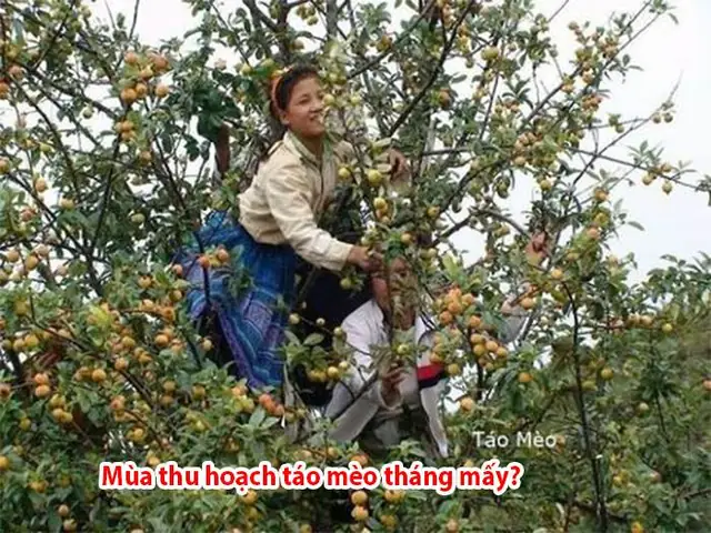 Mùa Táo Mèo Vào Tháng Mấy? Cẩm Nang Trải Nghiệm Mùa Vàng Tại Lào Cai