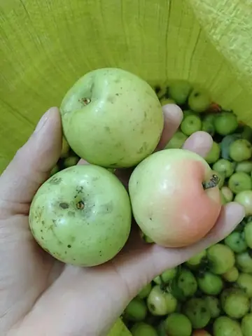 Mùa Táo Mèo Vào Tháng Mấy? Cẩm Nang Trải Nghiệm Mùa Vàng Tại Lào Cai