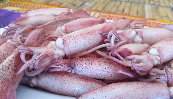 Mực Nhảy Vũng Áng Hà Tĩnh – Đặc Sản Biển Miền Trung Đáng Khám Phá