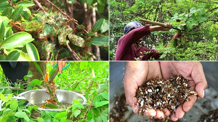 Muối Kiến Vàng Làm Từ Gì? Cẩm Nang Chế Biến Chuẩn Vị Tây Nguyên