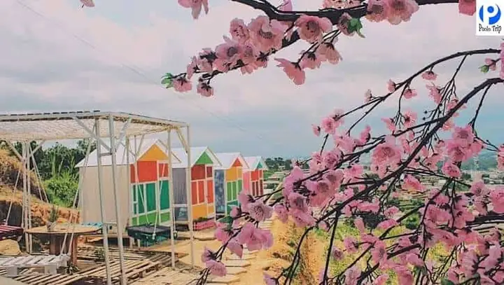 Khám Phá Sunny Farm Đà Lạt: Hướng Dẫn Chi Tiết Cho Du Khách Khám Phá Sunny Farm Đà Lạt: Hướng Dẫn Chi Tiết Cho Du Khách