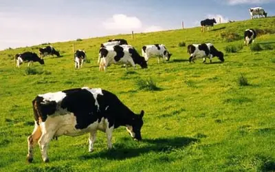 Đánh Giá Nông Trường Bò Sữa Mộc Châu: Trải Nghiệm Thực Tế Và Mẹo Du Lịch Đánh Giá Nông Trường Bò Sữa Mộc Châu: Trải Nghiệm Thực Tế Và Mẹo Du Lịch