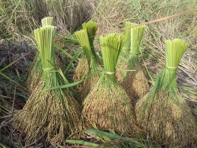 Đặc Sản Phú Thọ: Ba Món Ăn Bình Dân Lọt Top Ẩm Thực Việt Nam Đặc Sản Phú Thọ: Ba Món Ăn Bình Dân Lọt Top Ẩm Thực Việt Nam