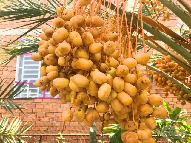 Quả Chà Lá Trồng Ở Việt Nam: Vùng Miền, Đặc Điểm Và Ứng Dụng