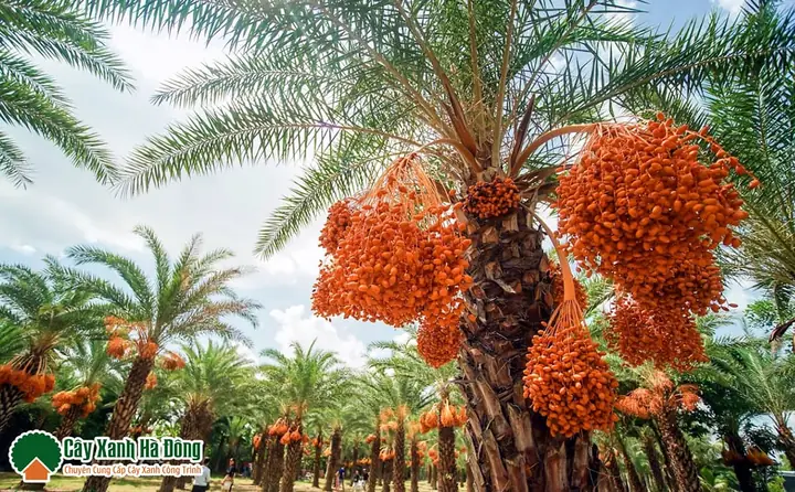 Quả Chà Lá Trồng Ở Việt Nam: Vùng Miền, Đặc Điểm Và Ứng Dụng