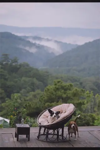 Khám Phá Gâu Garden – Quán Cafe Thú Cưng Đà Lạt Đầy Không Gian Xanh