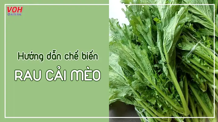 Cách Làm Món Cải Mèo Ngon Cho Gia Đình Với 5 Công Thức Nhanh