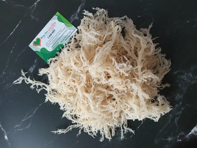 Rong Sụn Có Tác Dụng Gì? Tìm Hiểu Đầy Đủ Và Chi Tiết