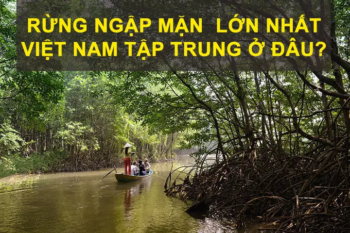 Rừng Ngập Mặn Việt Nam: Địa Điểm, Đa Dạng Sinh Học Và Bảo Tồn Rừng Ngập Mặn Việt Nam: Địa Điểm, Đa Dạng Sinh Học Và Bảo Tồn