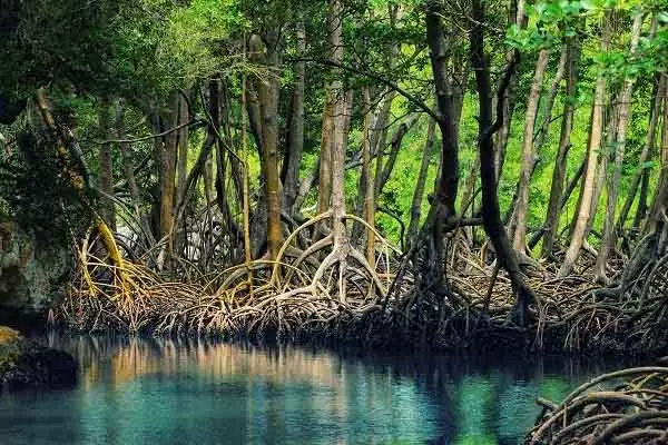 Rừng Ngập Mặn Việt Nam: Địa Điểm, Đa Dạng Sinh Học Và Bảo Tồn Rừng Ngập Mặn Việt Nam: Địa Điểm, Đa Dạng Sinh Học Và Bảo Tồn