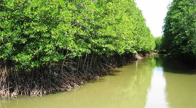 Rừng Ngập Mặn Việt Nam: Địa Điểm, Đa Dạng Sinh Học Và Bảo Tồn Rừng Ngập Mặn Việt Nam: Địa Điểm, Đa Dạng Sinh Học Và Bảo Tồn