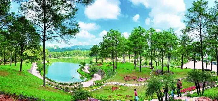 Rừng Thông Bản Áng: Khám Phá Đà Lạt Thu Nhỏ Tây Bắc