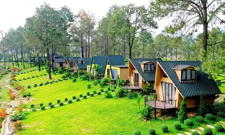 Rừng Thông Bản Áng Mộc Châu: Không Gian Trong Lành Tây Bắc